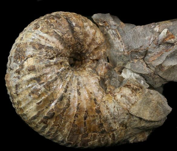 Hoploscaphites Nodosus Ammonite - Nice Display #44027